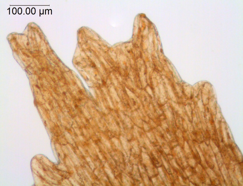 Cuscuta dentatasquamata; U.S.A., Arizona, Lemmon s.n. (UC)