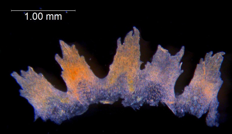 Cuscuta dentatasquamata; U.S.A., Arizona, Lemmon s.n. (UC)
