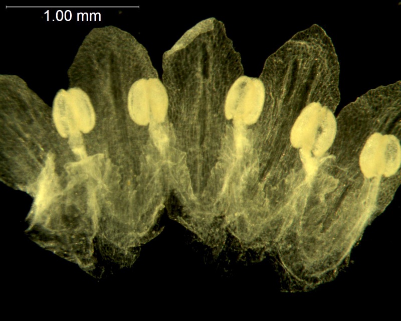 Cuscuta denticulata; California, Thomas 8904 (UC)