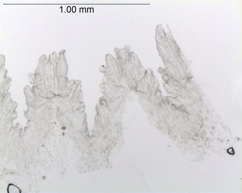 Cuscuta denticulata; California, Thomas 8904 (UC)