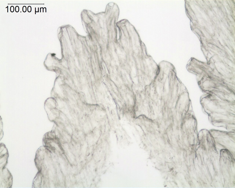 Cuscuta denticulata; California, Thomas 8904 (UC)