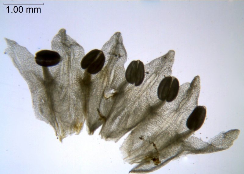Cuscuta epithymum; Mexico, Pringle 8514 (S)