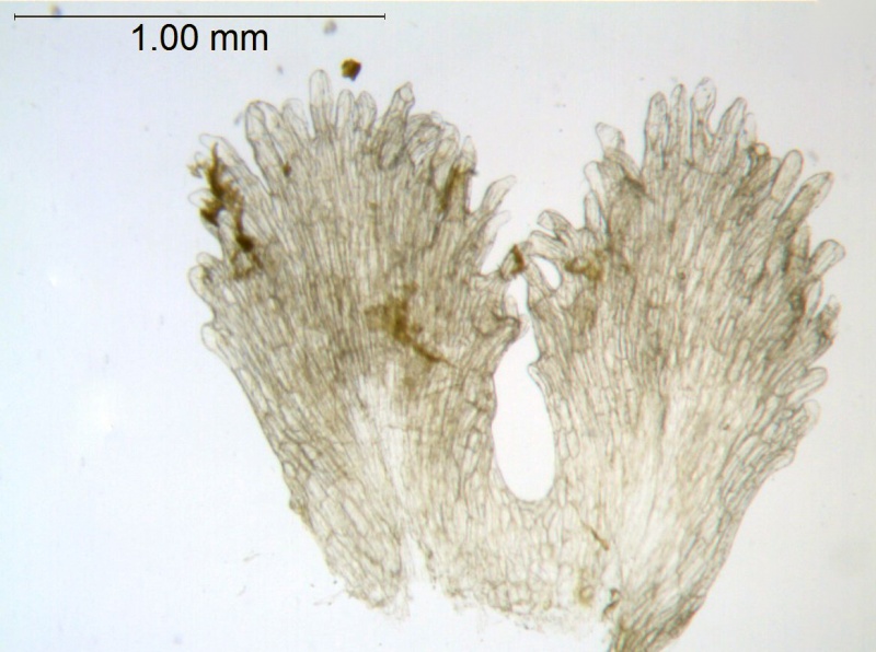 Cuscuta epithymum; Mexico, Pringle 8514 (S)