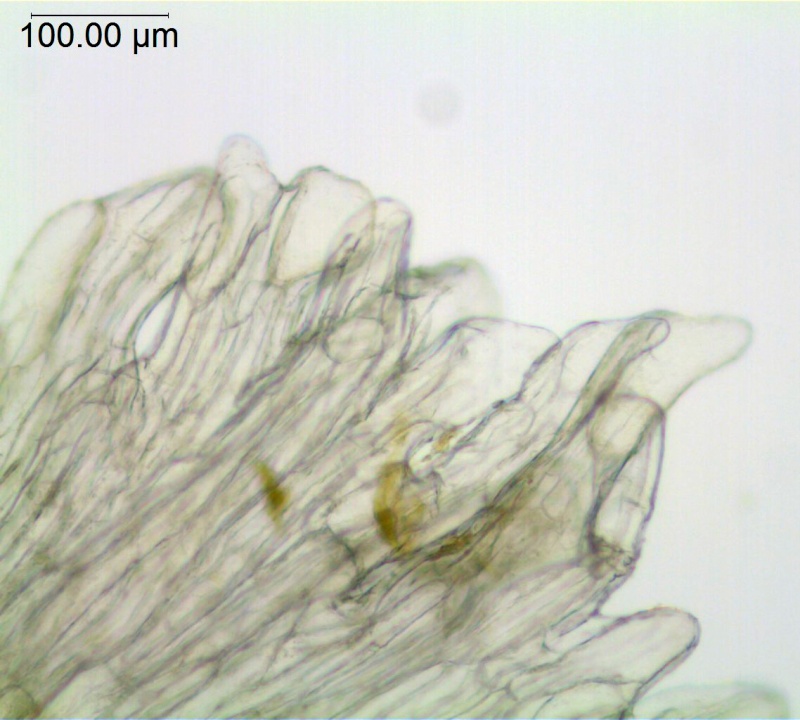 Cuscuta epithymum; Mexico, Pringle 8514 (S)