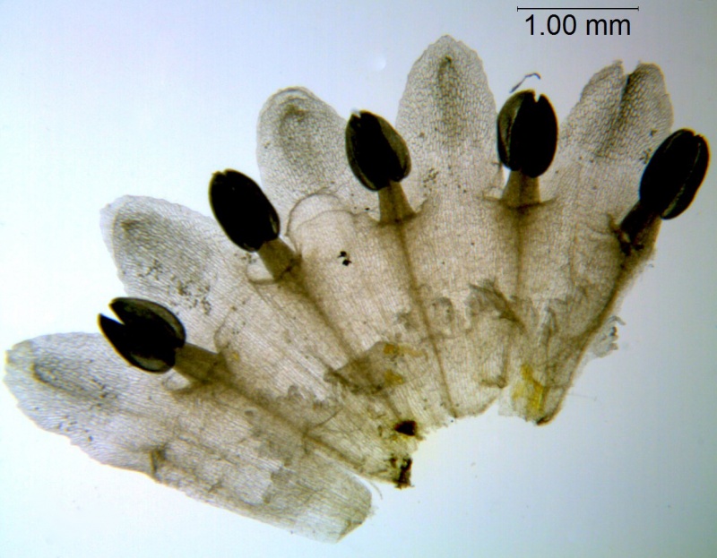 Cuscuta erosa; Mexico, Van Devender et al. 2005-1226 (WLU)