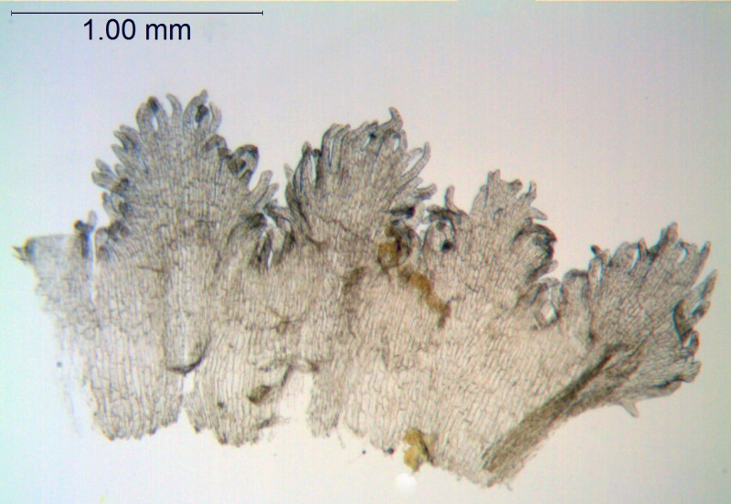 Cuscuta erosa; Mexico, Van Devender et al. 2005-1226 (WLU)
