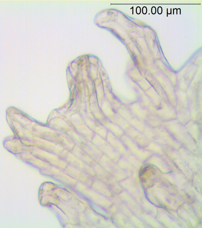 Cuscuta erosa; Mexico, Van Devender et al. 2005-1226 (WLU)