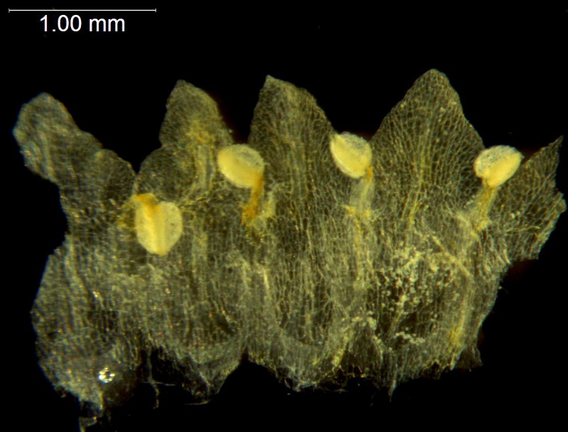 Cuscuta europea; Netherlands, Kramer et al. s.n. (NY)