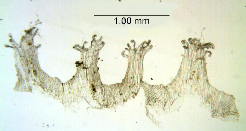 Cuscuta europea; Netherlands, Kramer et al. s.n. (NY)