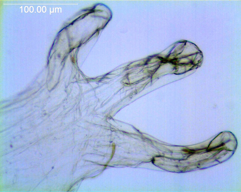 Cuscuta europea; Netherlands, Kramer et al. s.n. (NY)
