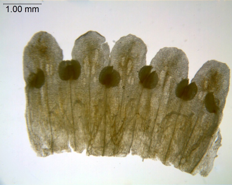 Cuscuta exaltata; U.S.A.. Texas, Reverchon 663 (MO)