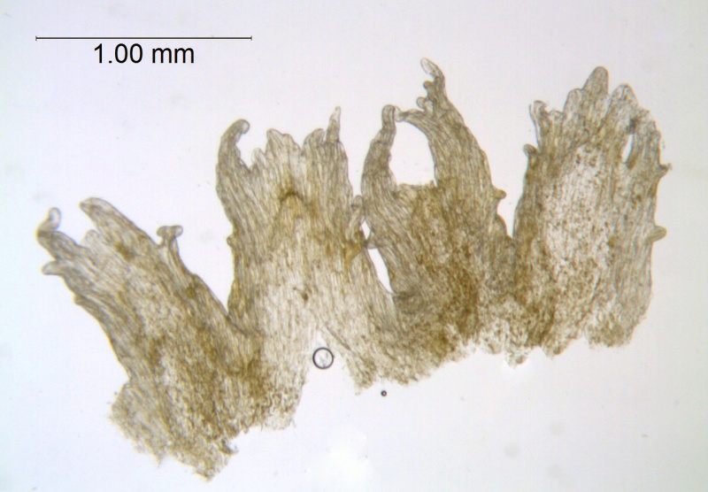 Cuscuta exaltata; U.S.A.. Texas, Reverchon 663 (MO)