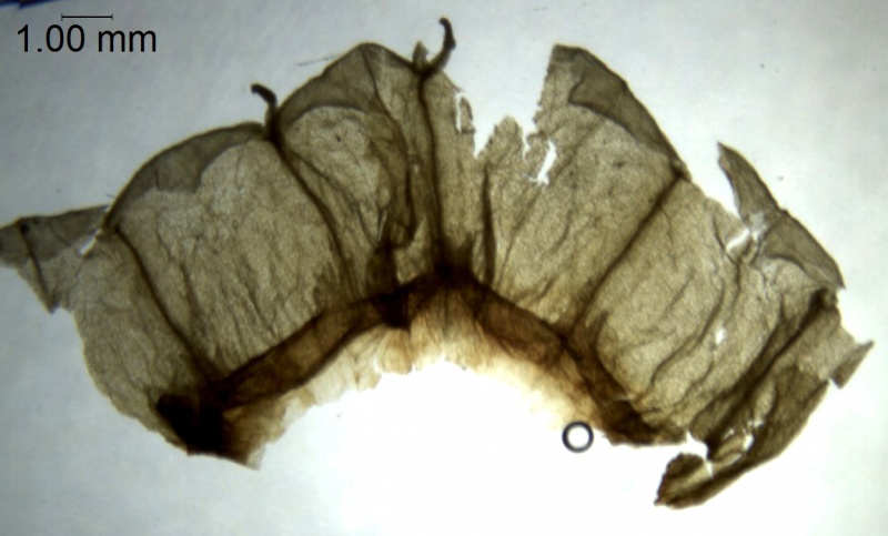 Cuscuta flossdorfii var. pampagrandensis; Bolivia, Mendoza & Acebo 919 (MO)