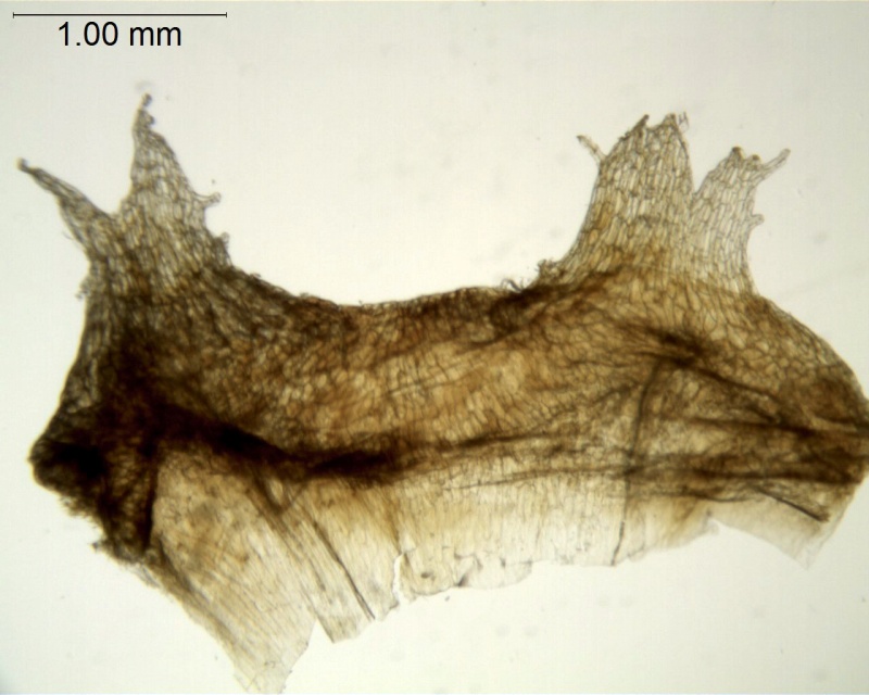Cuscuta flossdorfii var. pampagrandensis; Bolivia, Mendoza & Acebo 919 (MO)