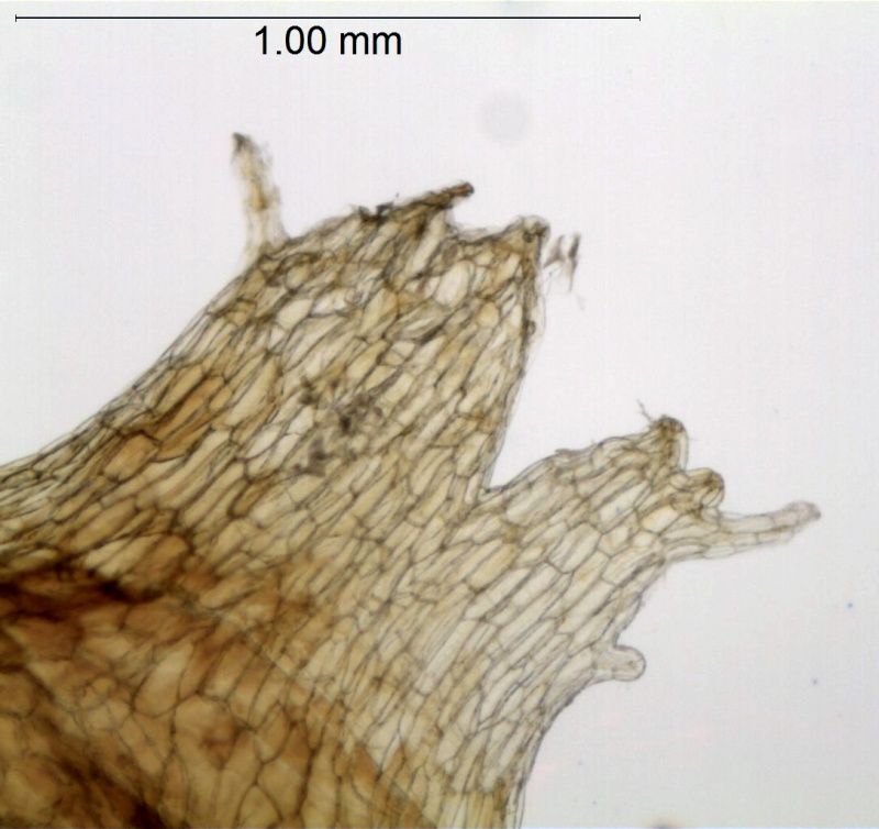 Cuscuta flossdorfii var. pampagrandensis; Bolivia, Mendoza & Acebo 919 (MO)