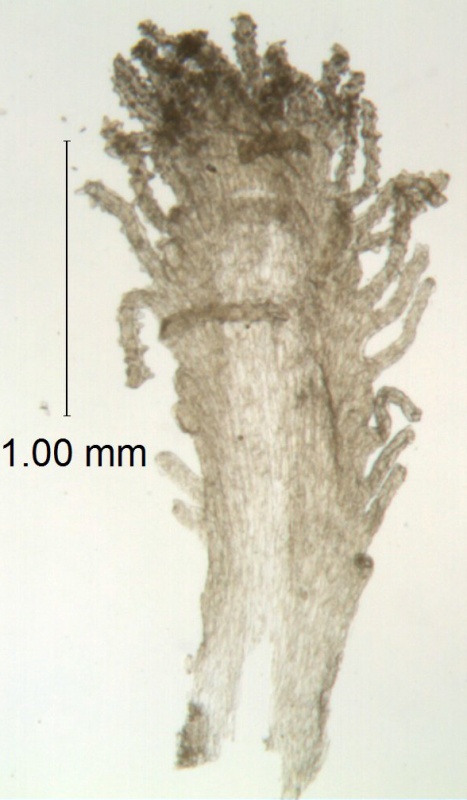 Cuscuta foetida var. pycnantha; Peru, Plowman et al. 14291 (F)