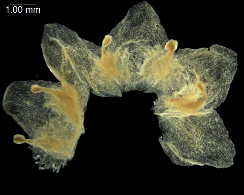 Cuscuta friesii; Argentina, Mulgura 1245 (SI)