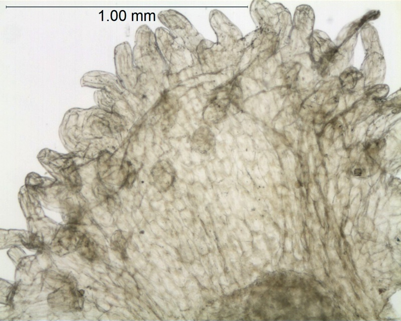 Cuscuta friesii; Argentina, Mulgura 1245 (SI)