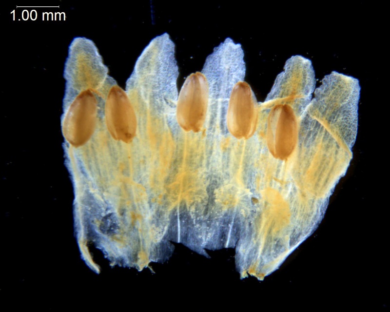 Cuscuta gigantea; Afghanistan, Koie 2597 (NY)