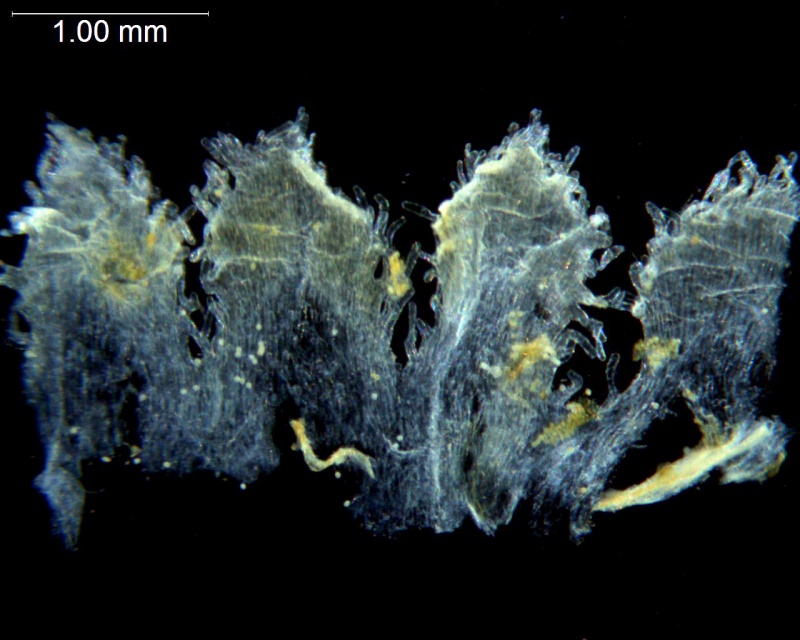 Cuscuta gigantea; Afghanistan, Koie 2597 (NY)