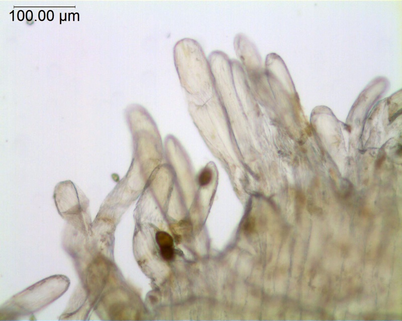 Cuscuta gigantea; Afghanistan, Koie 2597 (NY)