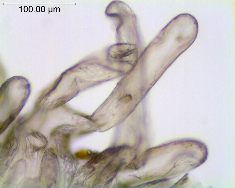 Cuscuta gigantea; Afghanistan, Koie 2597 (NY)