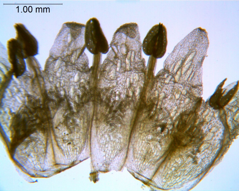 Cuscuta glabrior; U.S.A., Texas, Wolff 3270 (NY)