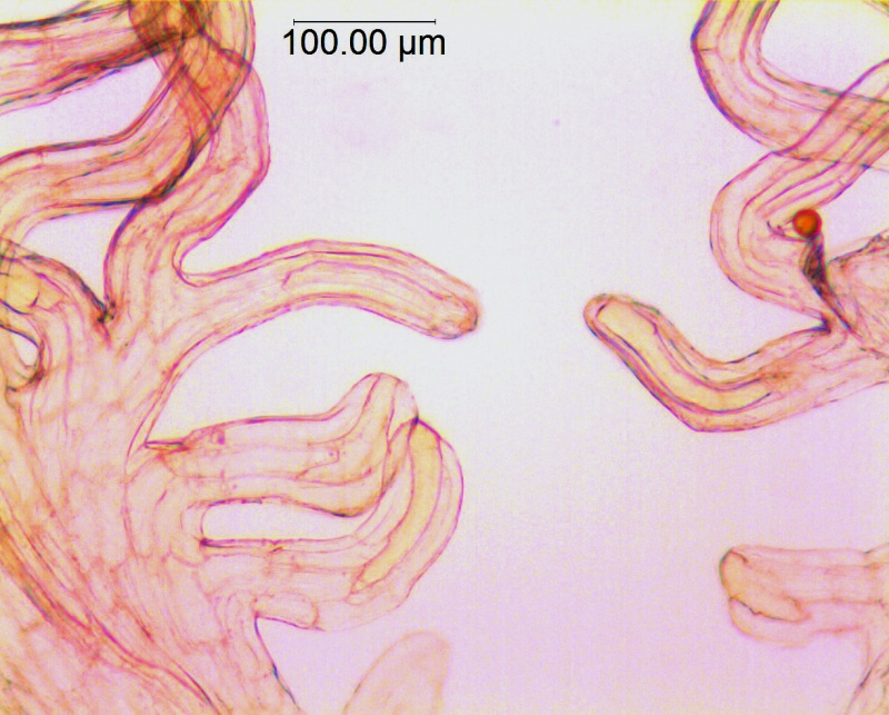 Cuscuta glabrior; U.S.A., Texas, Wolff 3270 (NY)