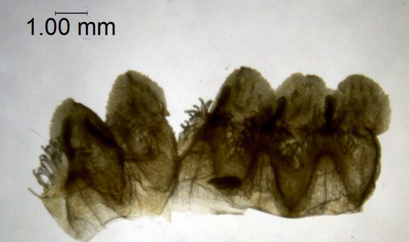 Cuscuta globiflora; Argentina, Mulgura et al. 1199 (MO)