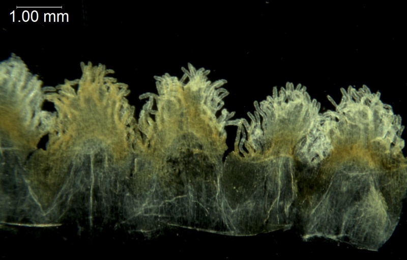 Cuscuta globiflora; Argentina, Mulgura et al. 1199 (MO)