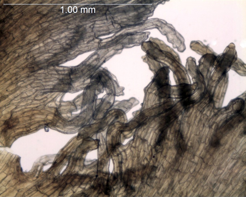 Cuscuta globiflora; Argentina, Mulgura et al. 1199 (MO)