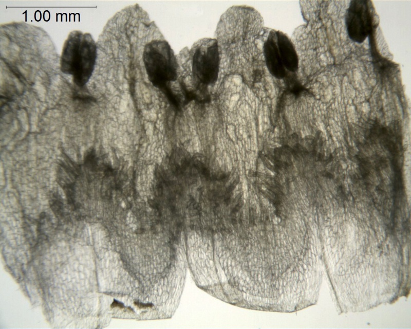 Cuscuta globulosa; Puerto Rico, Urban 855 (S)