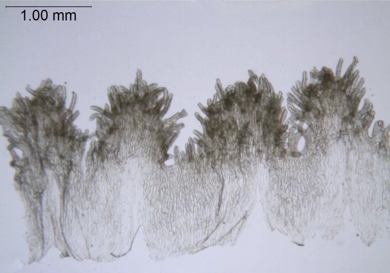 Cuscuta globulosa; Puerto Rico, Urban 855 (S)