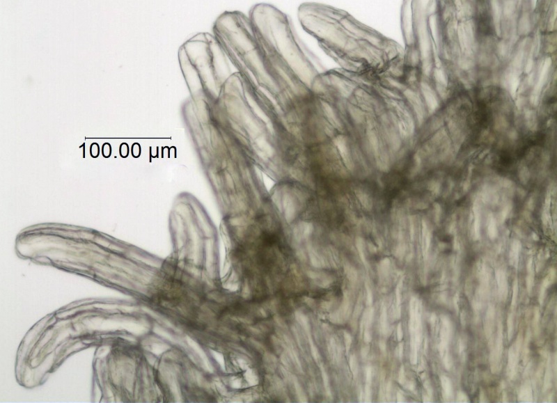 Cuscuta globulosa; Puerto Rico, Urban 855 (S)