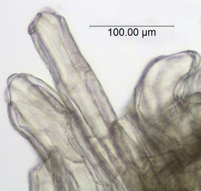 Cuscuta globulosa; Puerto Rico, Urban 855 (S)