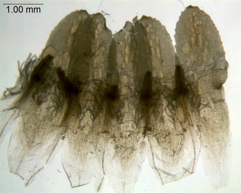 Cuscuta goyaziana; Brazil, Macedo 3731 (S)