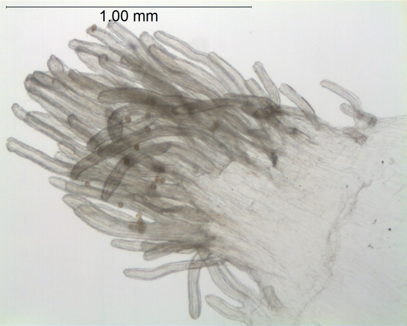 Cuscuta goyaziana; Brazil, Macedo 3731 (S)