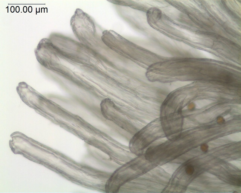 Cuscuta goyaziana; Brazil, Macedo 3731 (S)
