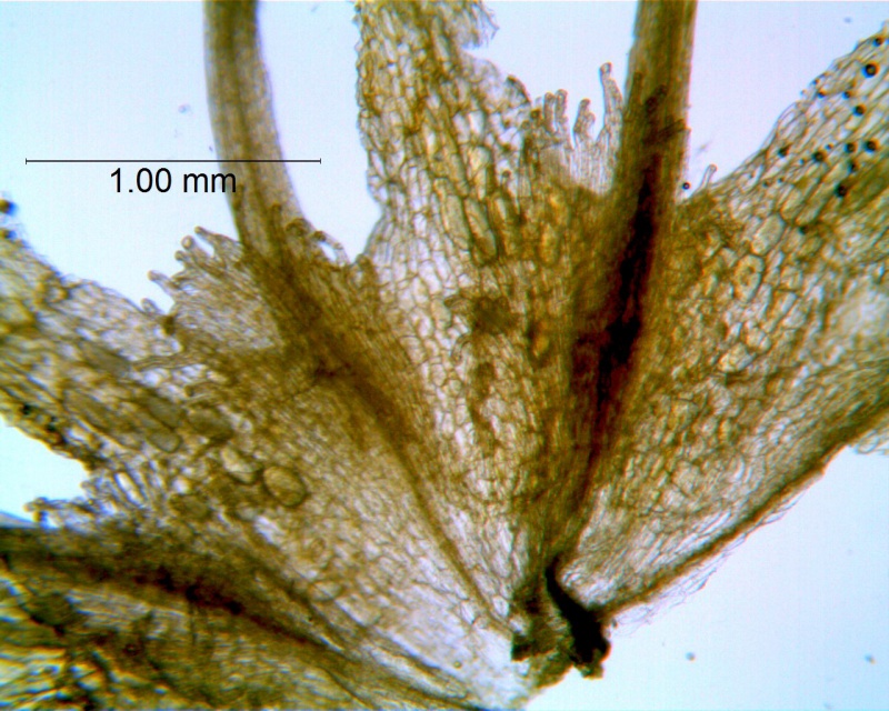 Cuscuta gracillima; Mexico, Van Devender et al. 2006-160 (WLU)