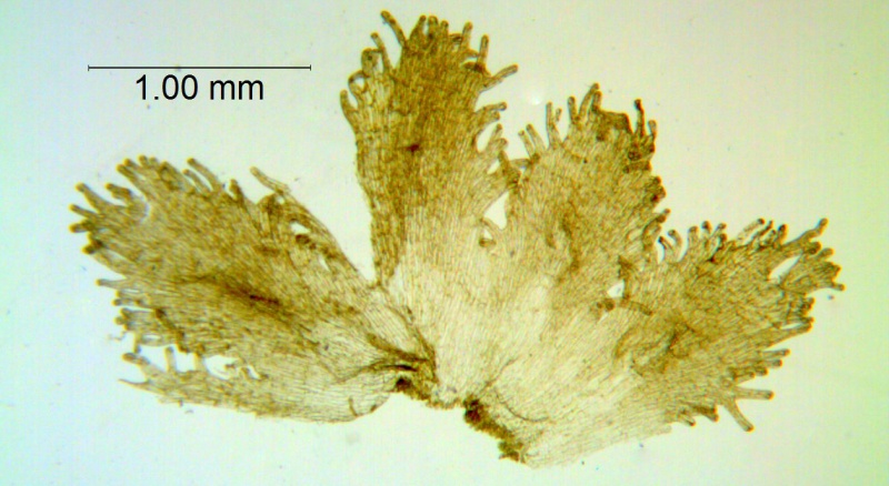 Cuscuta gracillima; Mexico, Van Devender et al. 2006-160 (WLU)