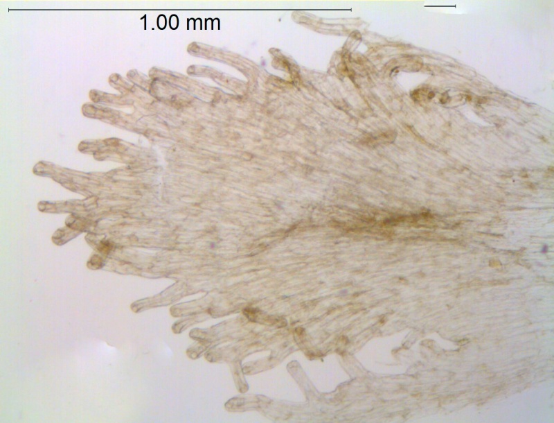 Cuscuta gracillima; Mexico, Van Devender et al. 2006-160 (WLU)