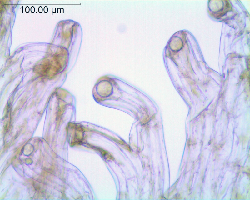 Cuscuta gracillima; Mexico, Van Devender et al. 2006-160 (WLU)