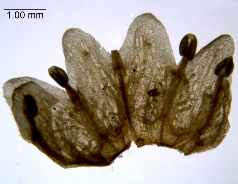 Cuscuta gronovii var. gronovii; Santo Domingo, Turckheim 3573 (S)