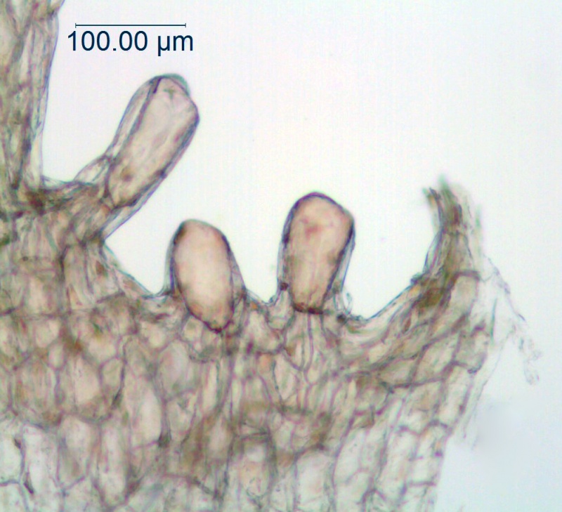 Cuscuta gronovii var. gronovii; Santo Domingo, Turckheim 3573 (S)