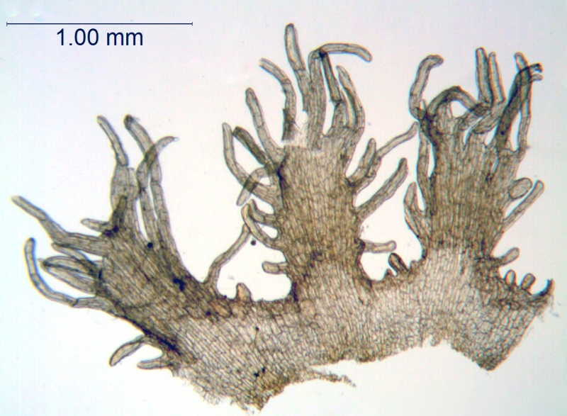 Cuscuta gronovii var. gronovii; Santo Domingo, Turckheim 3573 (S)