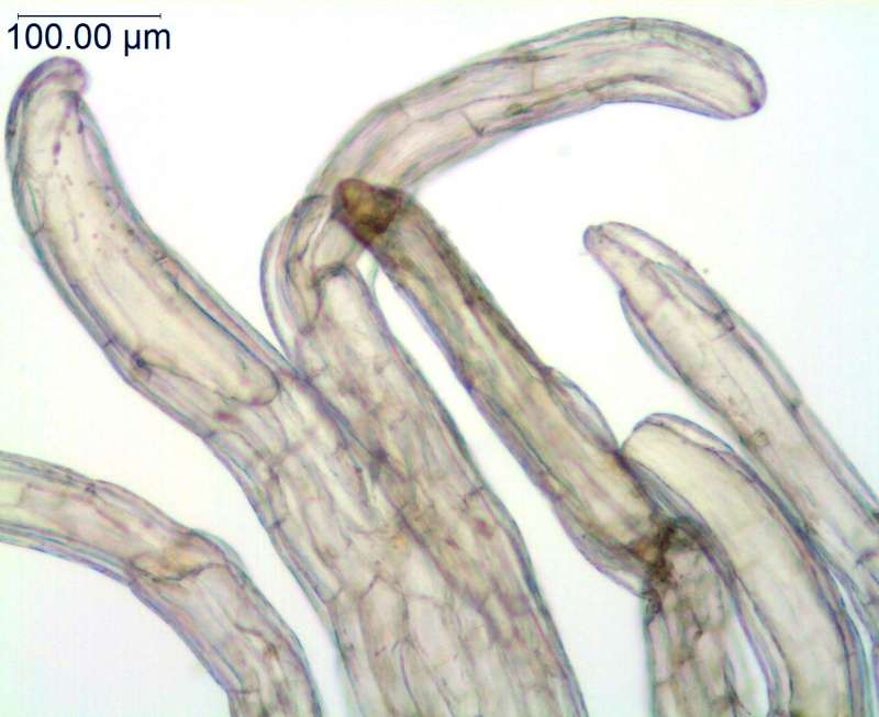 Cuscuta gronovii var. gronovii; Santo Domingo, Turckheim 3573 (S)