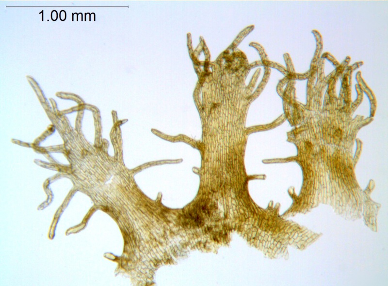 Cuscuta gronovii var. latiflora; U.S.A., Idaho, Tidestrom 2802 (CAS)