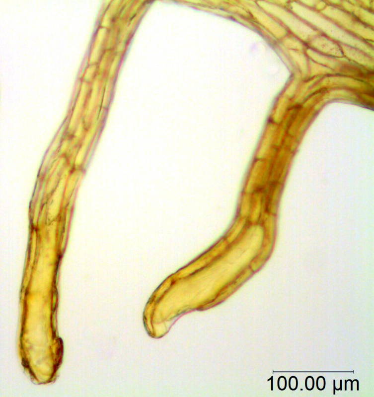 Cuscuta gronovii var. latiflora; U.S.A., Idaho, Tidestrom 2802 (CAS)