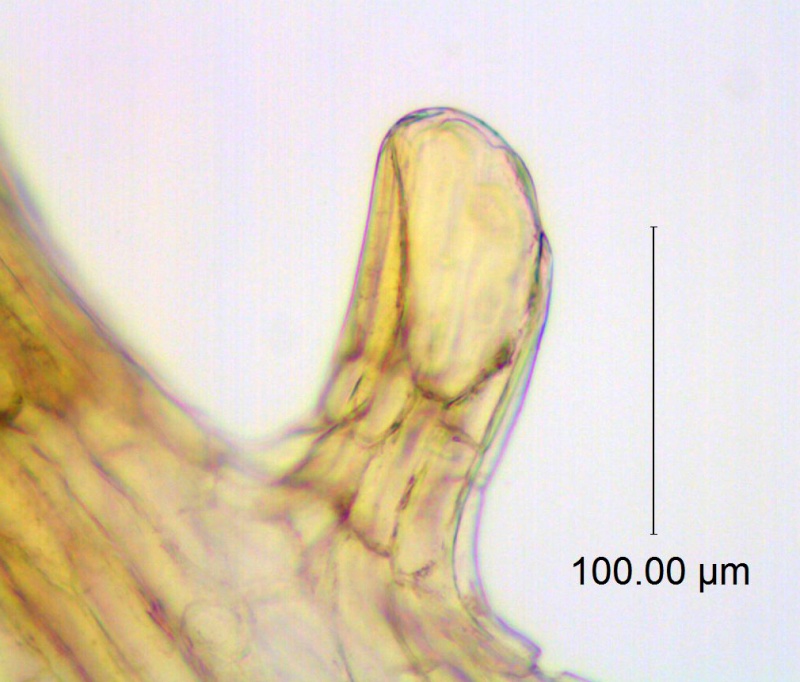 C. gronovii var. latiflora; NJ, Moldenke, 21598, (SMU)