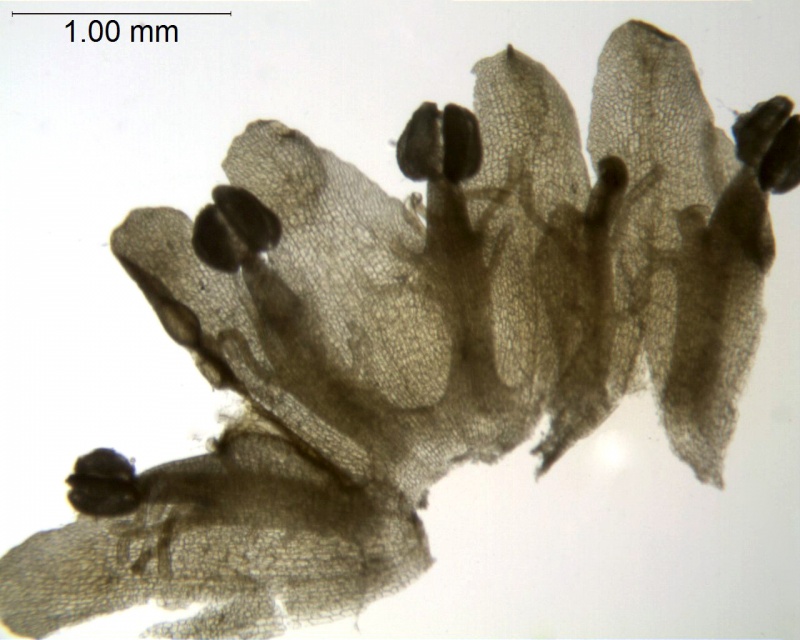 Cuscuta gronovii var. latiflora; U.S.A. Idaho, Tidestrom 2802 (CAS)